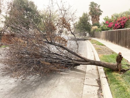 Local weather officials say Valley winds, expected to continue through Monday evening. City says at least 12 trees down in Lemoore Another tree on Constitution Avenue felled Monday morning by high winds felled by wind gusts of up to 30 to 50 mph.